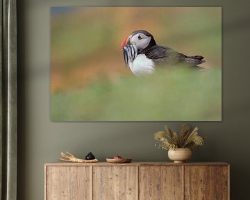 Puffin with fish