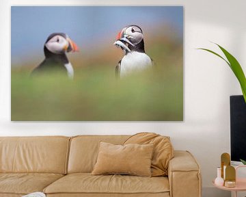 Puffins