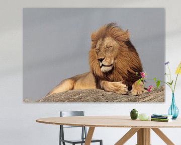 Lion on rock by Olaf