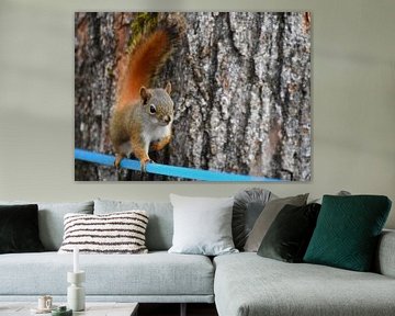 A red squirrel near the maple forest by Claude Laprise