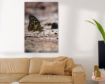 papillon