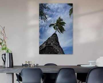 palm tree