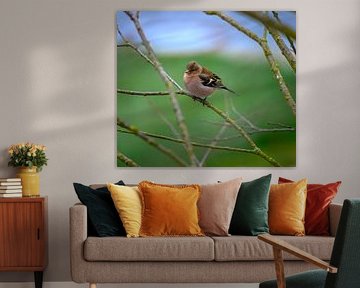 Close-up of a male chaffinch sitting on a branch by ManfredFotos