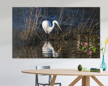 Zilver reiger langs de oever van Foto Nico