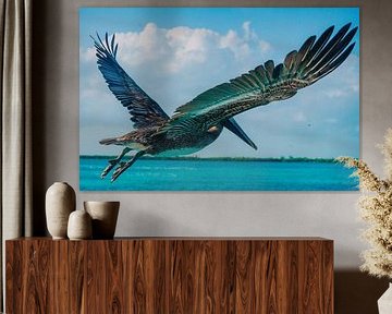 Pelican