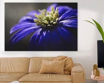 Fleur Anemone blanda pourpre gros plan sur Imladris Images