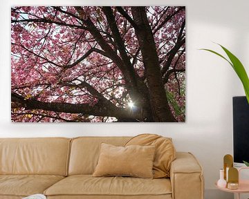 Baumblüte im Gegenlicht mit Sonnenfleck im Frühling