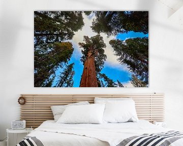 Bomen in de lucht van Ramses Külman
