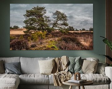 Den Aekingerzand Kale Duinen nabij Appelscha van R Smallenbroek