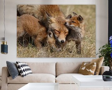 Red fox and her cubs sur Menno Schaefer