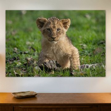 Cute young lion