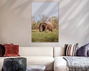 Mannelijke olifanten voeden zich in de Okavango Delta" van Geke Woudstra