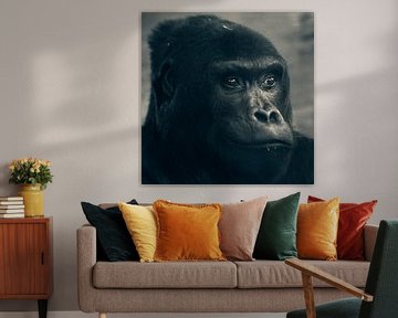 Gorilla by David Dirkx