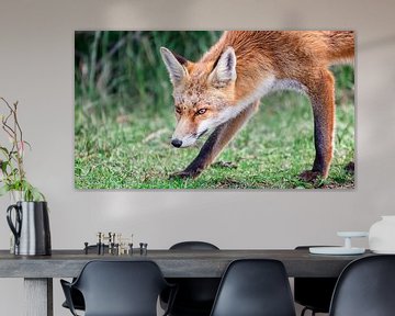 Fox in search of prey by Martijn van Dellen