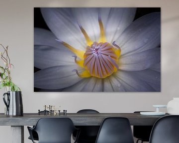 Lotus flower