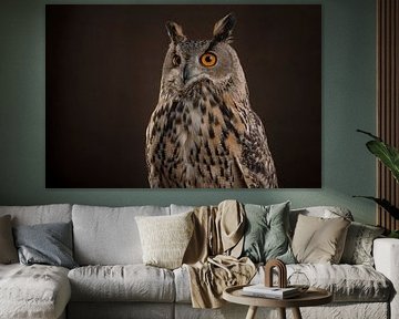Owl portrait