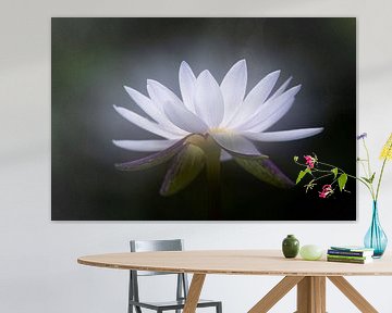 Lotus flower