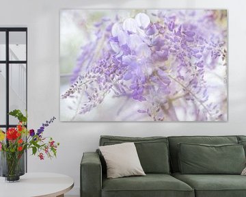 Wisteria