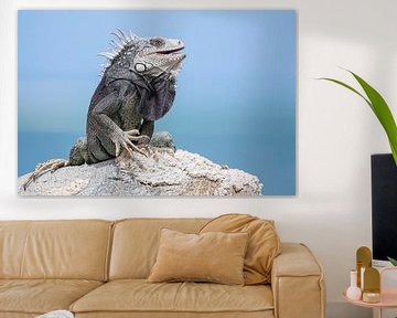 Iguanas