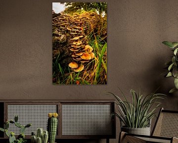 Champignons au soleil du matin