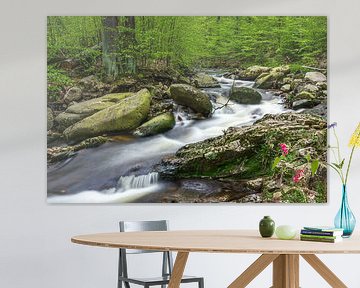 Bergbeek in gemengd bos van Harzwald Fotograf