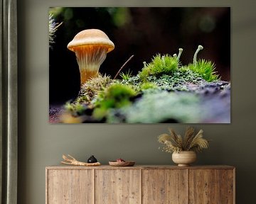 Microscope à champignons