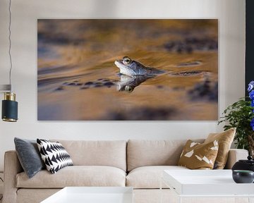 Frosch von Elles Rijsdijk