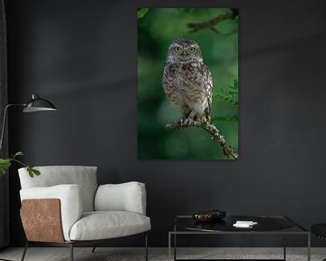 Burrowing owl