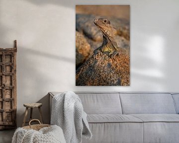 Portrait Aruban iguana