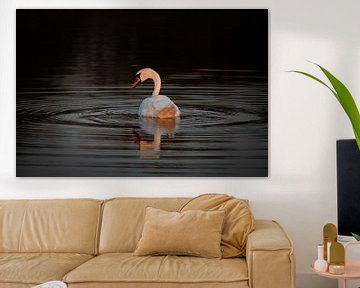 Swan in evening light