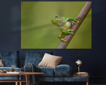Tree frog