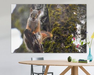 A red squirrel in the trap by Claude Laprise