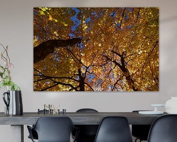 A maple forest in autumn by Claude Laprise