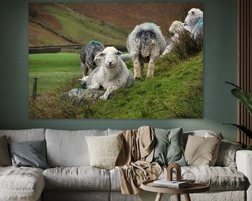 Langdale Valley Cumbria - Herdwick schapen van Hans Janssen