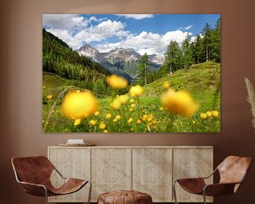 Blick über eine Trollblumenwiese auf die Berge der Alpen