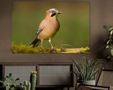 Jay in voller Länge von Stobbe; stiltegrafie