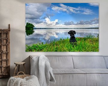 Un chien regarde un lac avec intérêt