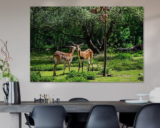 Aperçu de la chambre