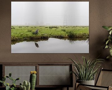 Blue heron in the mist on a meadow in Durgerdam