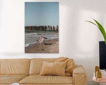 Möwen am Strand von Domburg von Valeska Mensonides Fotografie