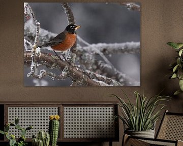 An American robin in winter by Claude Laprise