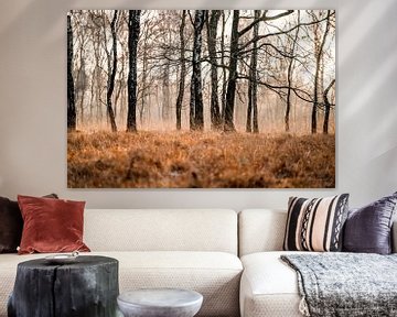 Golden Silence Sunlight in an Autumn Forest Griendtsveen the Peel by Femke Ketelaar
