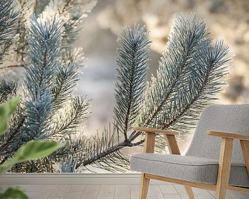 Winter Light on Pine Needles Icy Details in a Soft Glow by Femke Ketelaar