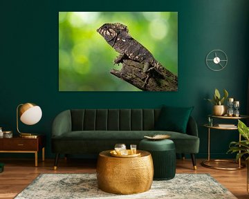 Helmeted lizard