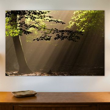 Pour l'amour des harpes solaires