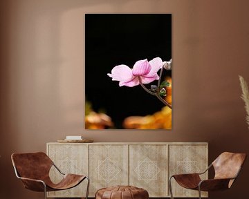 Anemone flower with black background by SiS4you