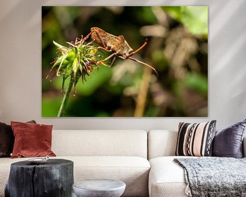 Een blik op een lederen insect van Andreas Völkel