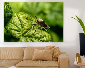 Een blik op een lederen insect van Andreas Völkel