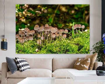 Oude paddenstoelen in het bos van Andreas Völkel