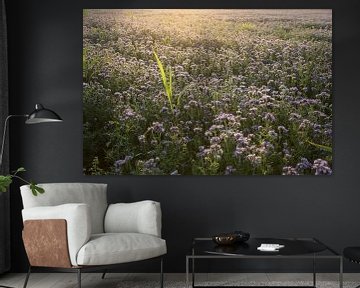 Viooltjes phacelia, phacelia, bijenvriend, tufted beauty van Karina Gebert